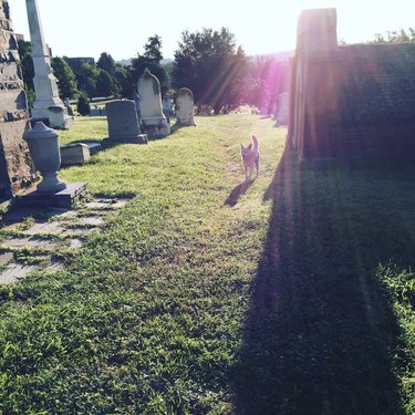 dog running in a cemetery on a sunny day