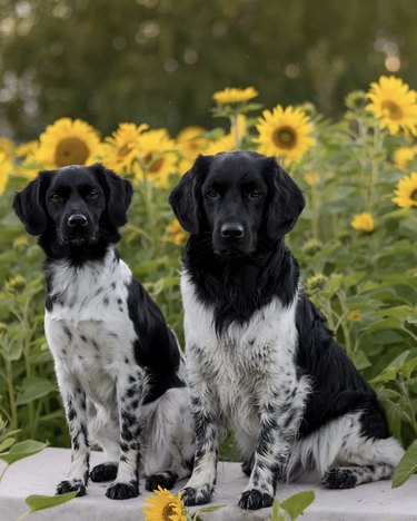 two black and white dogs with a sunflower field behind them.