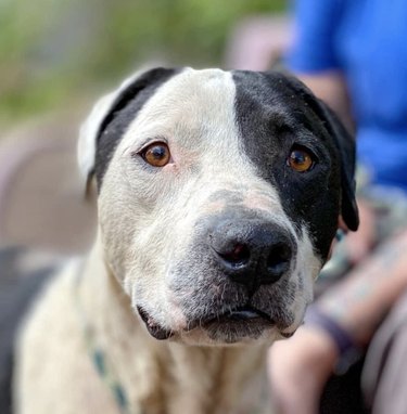 Black and best sale white dog face