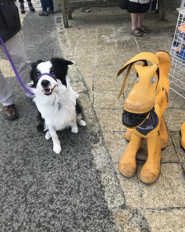 a black and white dog standing next to a yellow robot dog.