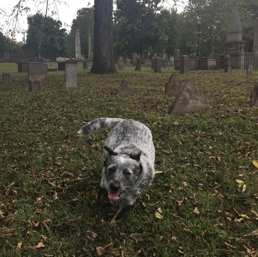 a dog walking in a cemetery in the fall
