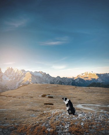 a black and white dog on a cliff with large mountains in the background.