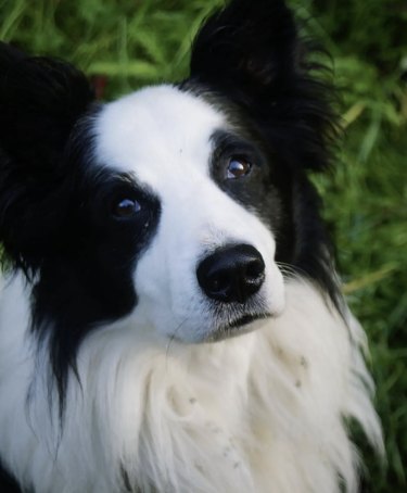 a black and white dog giving sad puppy dog eyes.