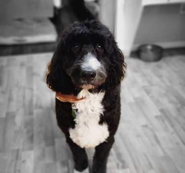 a black and white dog juxtaposed against a black and white background.