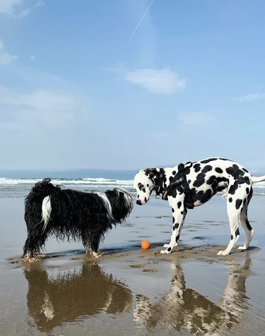 a shaggy black and white dog and a Dalmation. dog on a beach