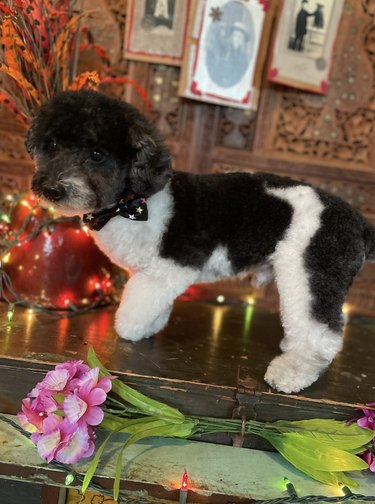 just-groomed black and white dog posing for a photo.