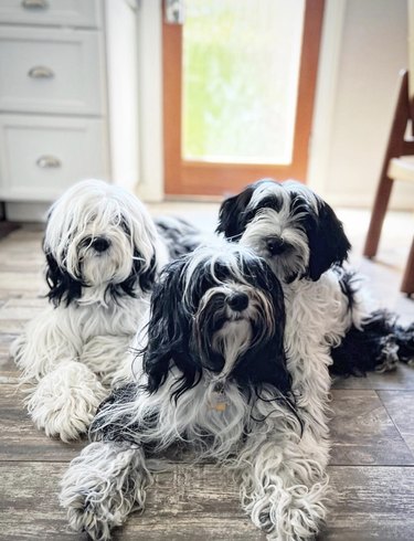 three shaggy black and white dogs lying on the floor.
