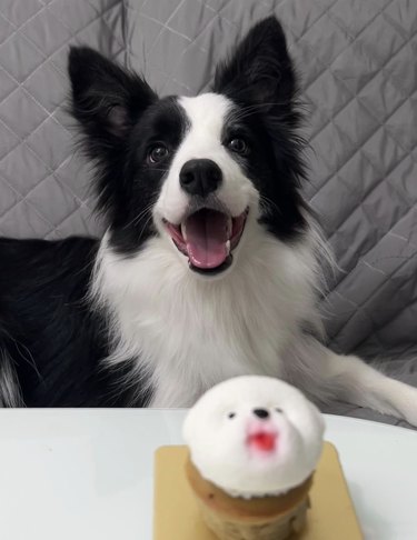 a black and white dog with a big smile sitting in front of a cupcake.