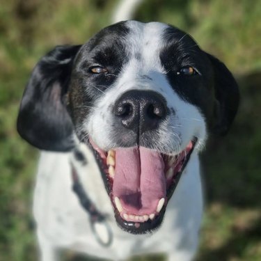 a black and white dog giving a big smile.