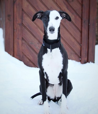 a black and white dog sitting in snow.