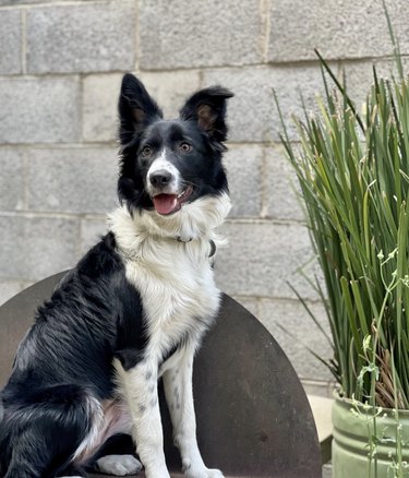 a black and white dog sitting on a chair and looking regal.