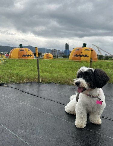a fluffy black and white dog with inflatable jack 'o' lanterns in the background.