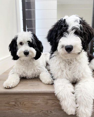 two black and white doodle dogs sitting next to each other.