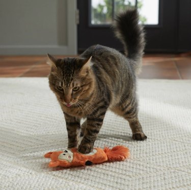 Brown cat playing with an orange fox kicker toy with a fluffy tail and black paws.