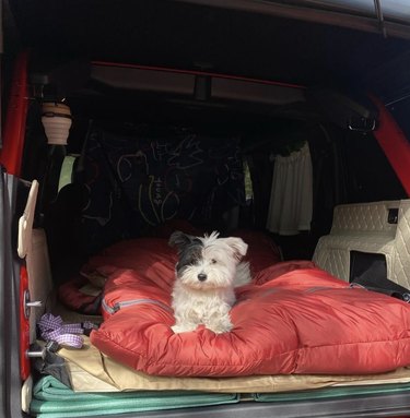 fluffy black and white dog in the back of a van.