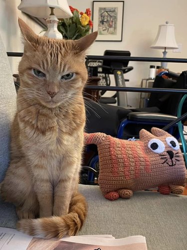 woman makes pillow in the shape of cat. real cat not impressed.