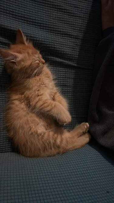 orange kitten sleeping, very tired.