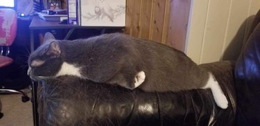 sleeping cat stretched out on arm of couch.