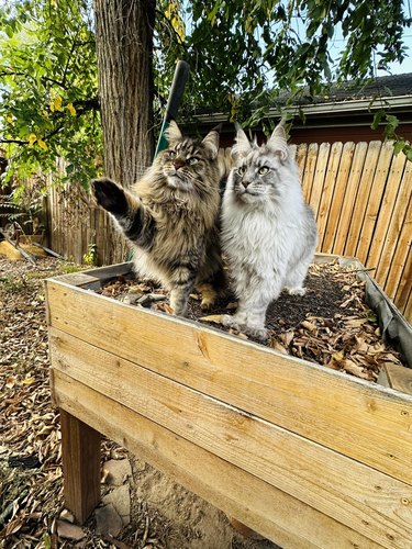 Maine Coon cat pointing out bird in a tree to a second Maine Coon cat.