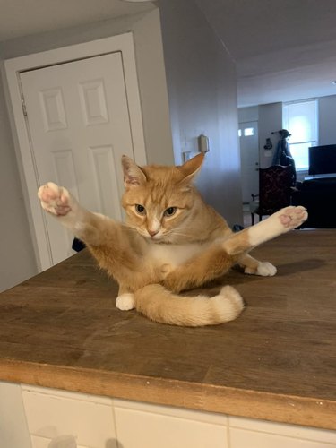 orange cat with legs stretched out.