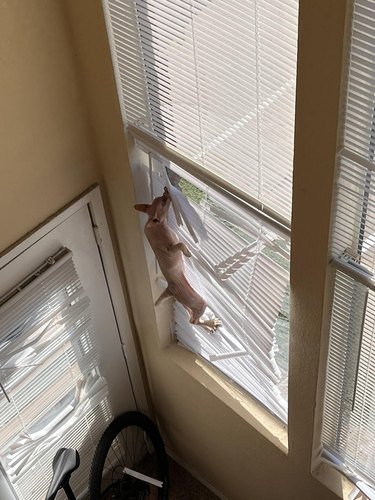 cat climbing on window blinds.