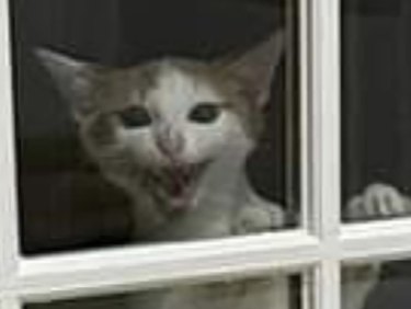 cat climbing on glass door.