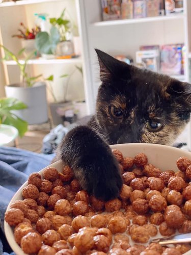 cat steals cereal from bowl.