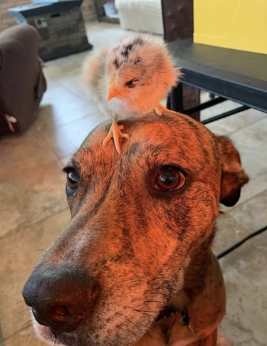 a fluffy chick sitting on a dog's head.