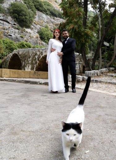 cat photobombs wedding.