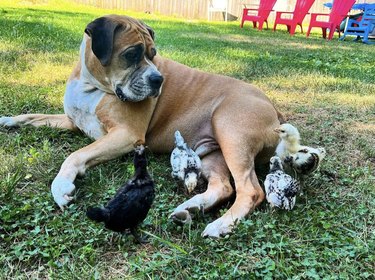 big dog surrounded by chicks on the grass.