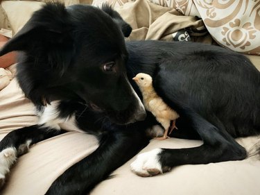 dog looking at a yellow chick nestled next to it.