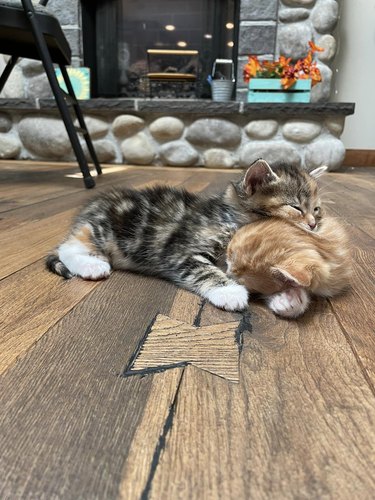 kitten sleeping on other kitten.