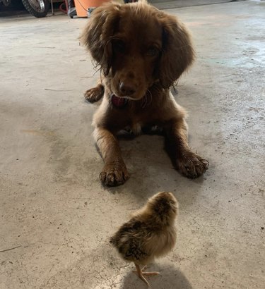 a dog and chick looking at each other.