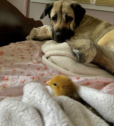 big dog on a bed staring at a chick in a blanket.