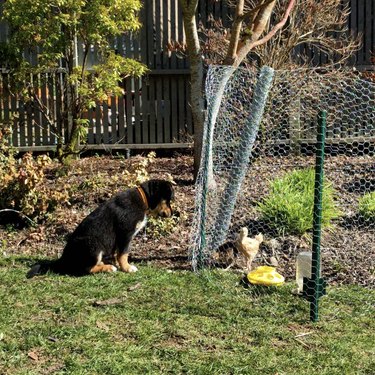 dog staring at chicks behind a fence.