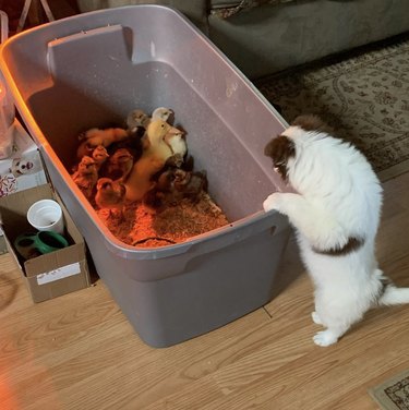 puppy looking inside a container of chicks.