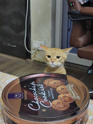 cat would like some cookies thank you very much.