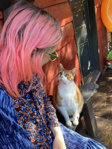 Orange and white cat staring at woman with pink hair.