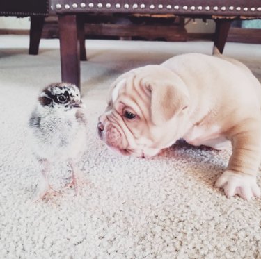 puppy sniffing a fluffy chick.
