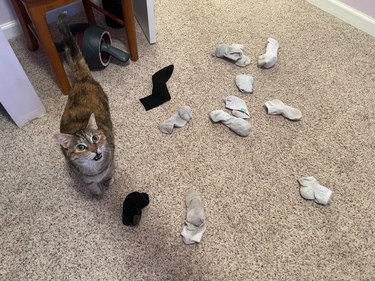 cat meowing and looking up will standing by assorted socks laying on the floor.