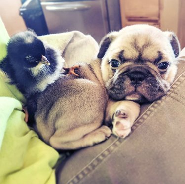 fluffy chick sitting atop a puppy.