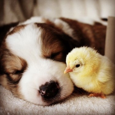 closeup of sleeping puppy and yellow chick next to each other.
