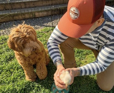 a man showing his dog a chick.