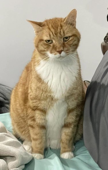 exasperated orange and white cat.