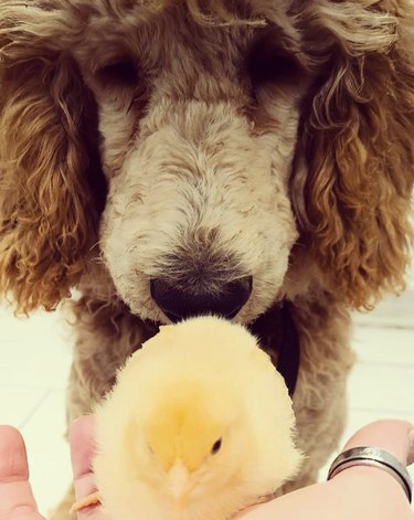 dog sniffing a yellow chick.