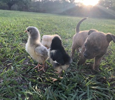 tiny chihuahua looking at chicks almost its size.