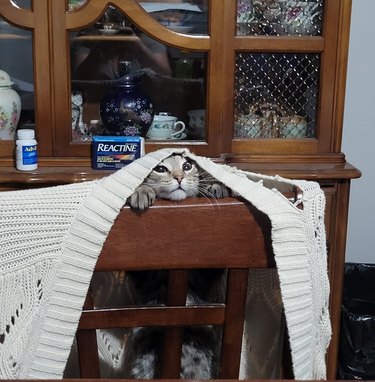 cat crawling out of a sweater that is hanging on the back of a chair.