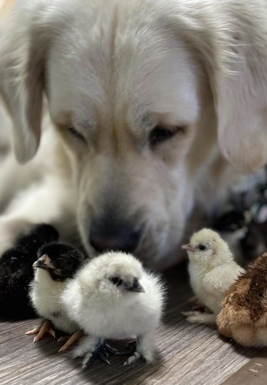 big white dog looking at little chicks.