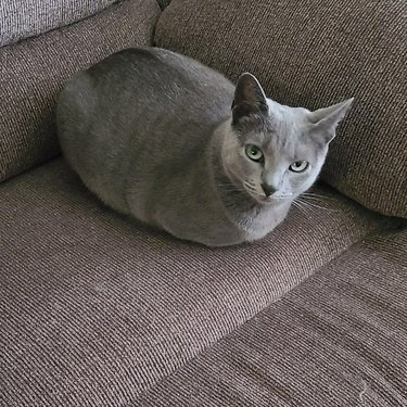 A gray cat loafing on a gray couch