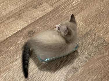 A little kitten sitting in a small loaf pan
